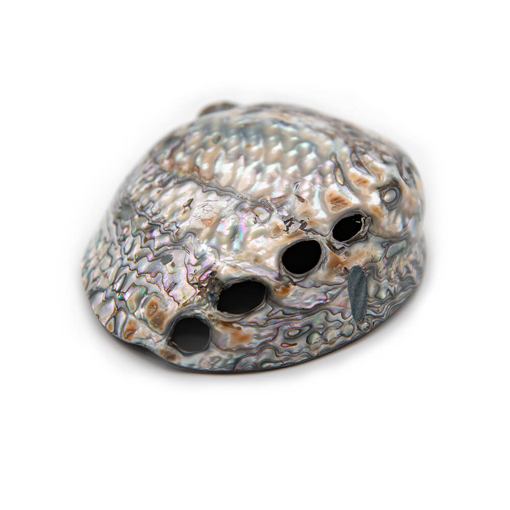At least 5 inches long this is a nice shell from a red Abalone. Good polish and shine.  Rippling, pearlescent patterns.