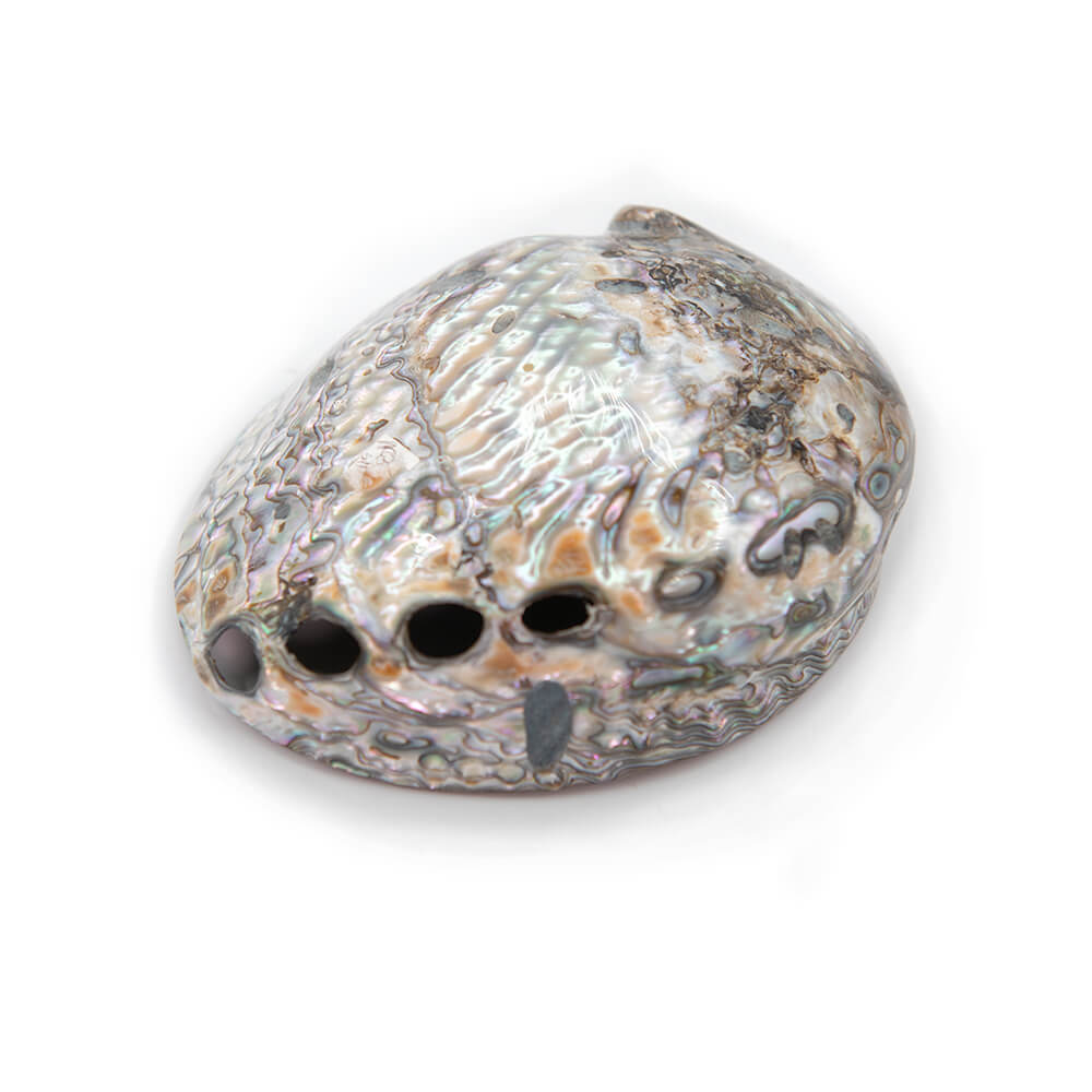 At least 5 inches long this is a nice shell from a red Abalone. Good polish and shine.  Rippling, pearlescent patterns.