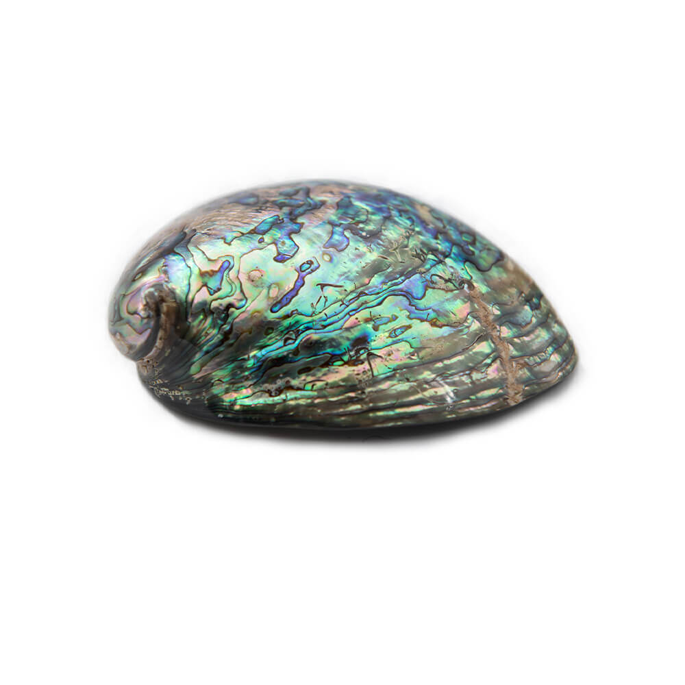 Abalone Paua Shell