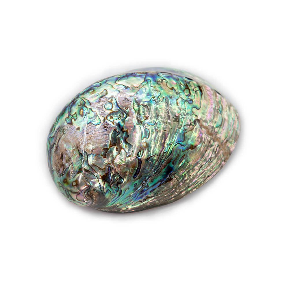 Abalone Paua Shell