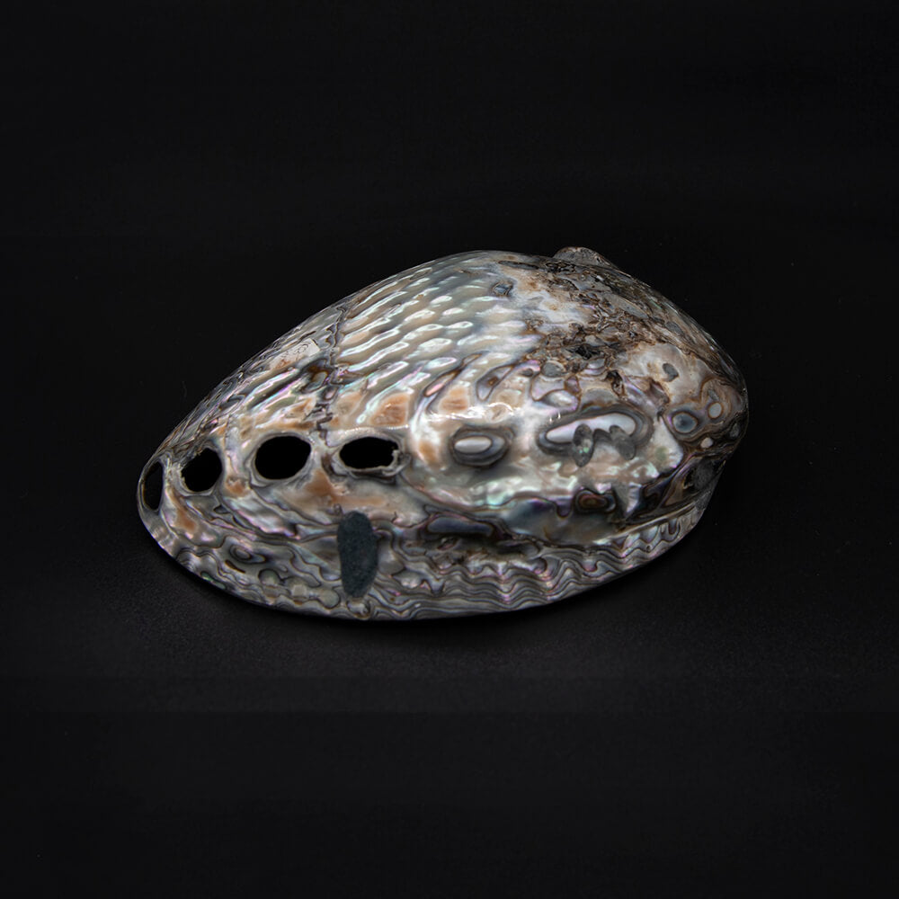 At least 5 inches long this is a nice shell from a red Abalone. Good polish and shine.  Rippling, pearlescent patterns.