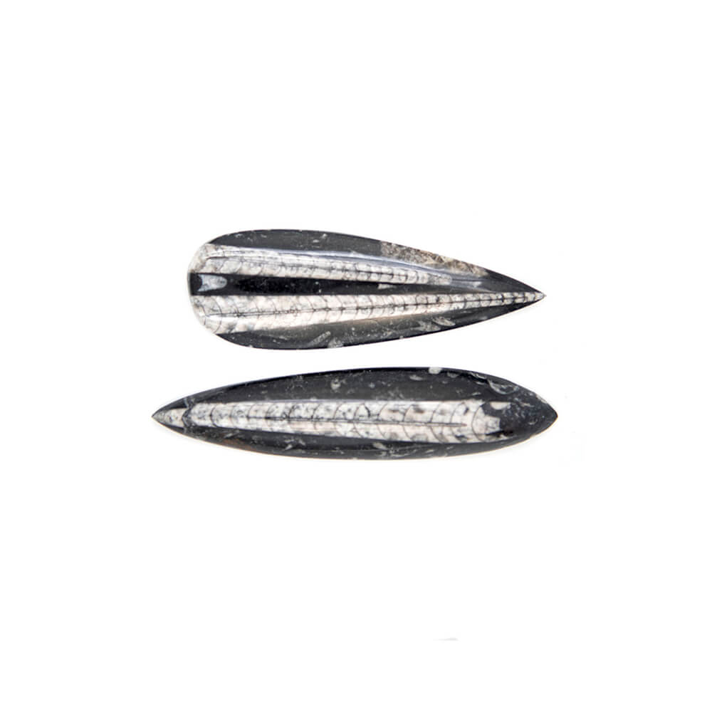 Orthoceres was an ancient relative of the squid, but had a shell. Brightly polished and over 300 million years old. Nice fossil patterns
