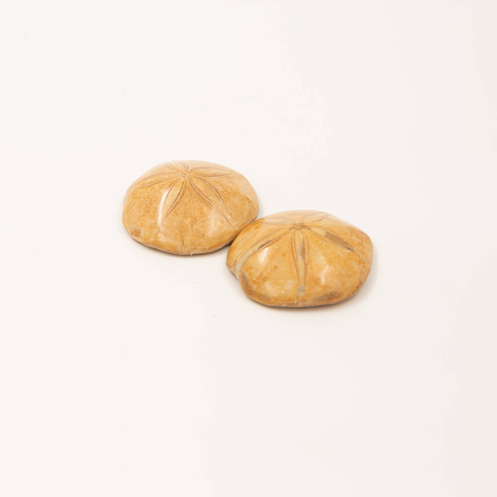 Fossil Sand Dollars