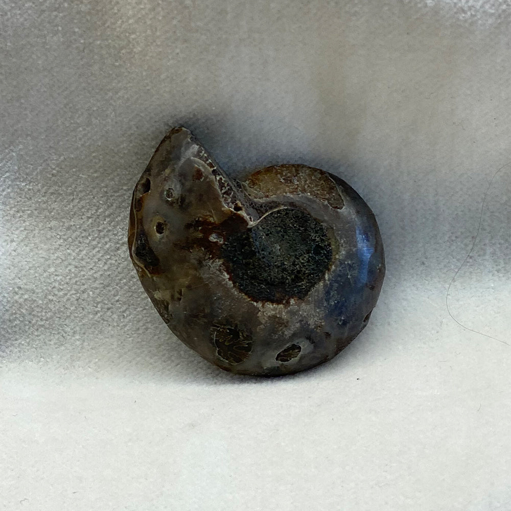 Ammonite Fossilized Beads. Sliced in half to reveal the inner beauty of the fossil.  Beautiful Fossil Calcite replacement features.  Drilled hole for stringing.  From Madagascar.
