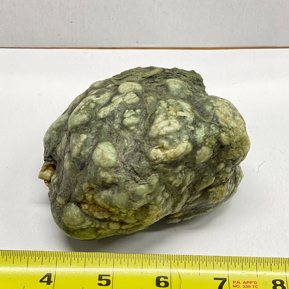 Botryoidal Jade Nugget. Creamy colored bubbles in deep green serpentine matrix. Found this one half buried at the exit of Williams Creek into the river. Made my day finding this beauty..
