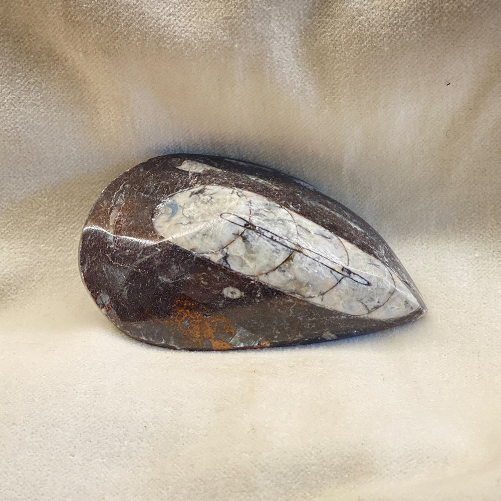 Fossilized Orthoceras in limestone. More than 350 million years old. From Morocco. Size: approx. 3 inches long. Well formed fossil with great contrast. Orthoceres are an ancient shelled relative of the modern squid.