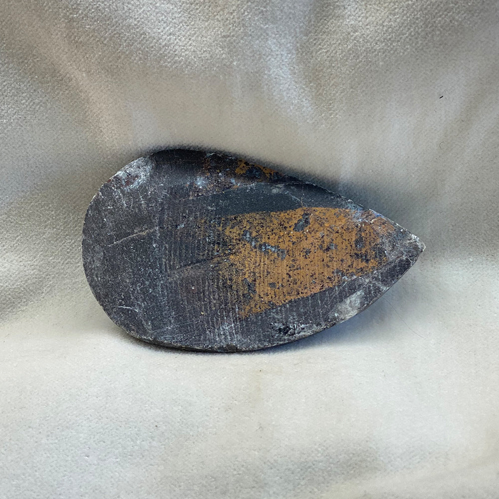 Fossilized Orthoceras