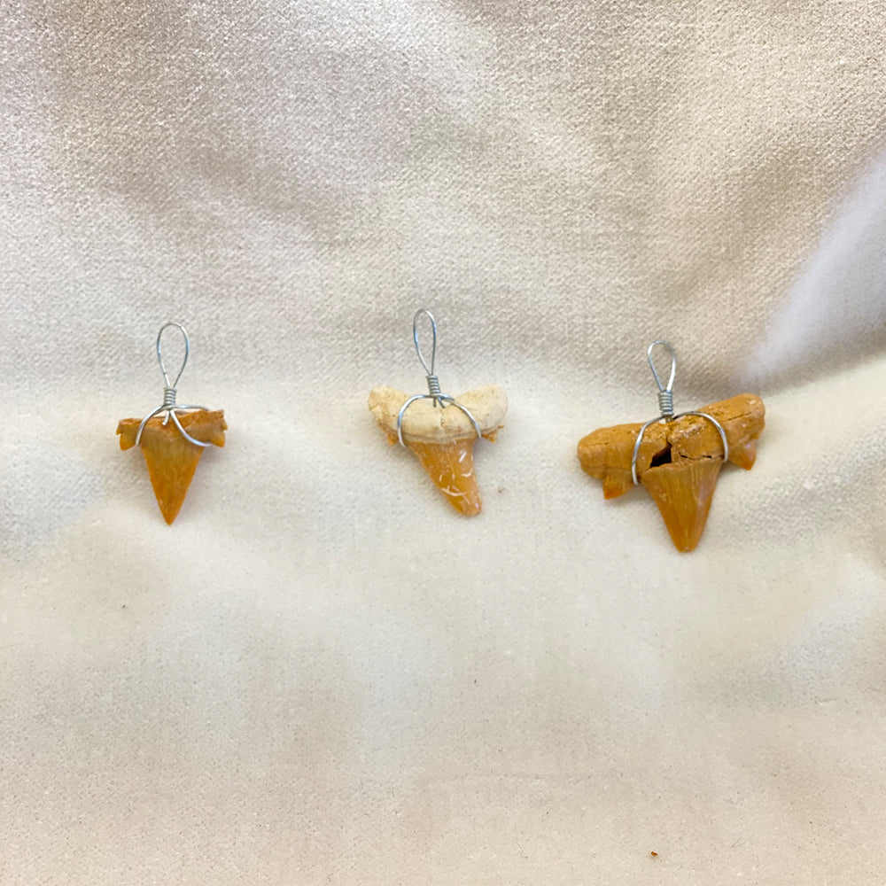 Shark Tooth Fossil Pendant.  Wire wrapped in stainless steel.  These are small teeth and perfect for the fossil or shark loving youngster.  Less than an inch each.