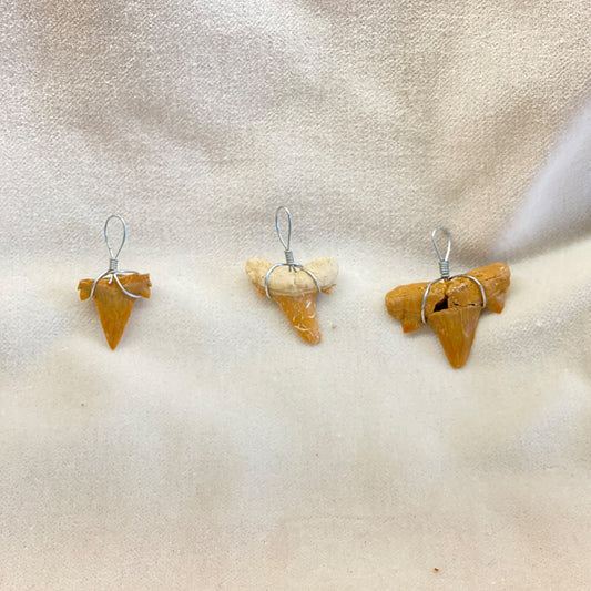 Shark Tooth Fossil Pendant.  Wire wrapped in stainless steel.  These are small teeth and perfect for the fossil or shark loving youngster.  Less than an inch each.