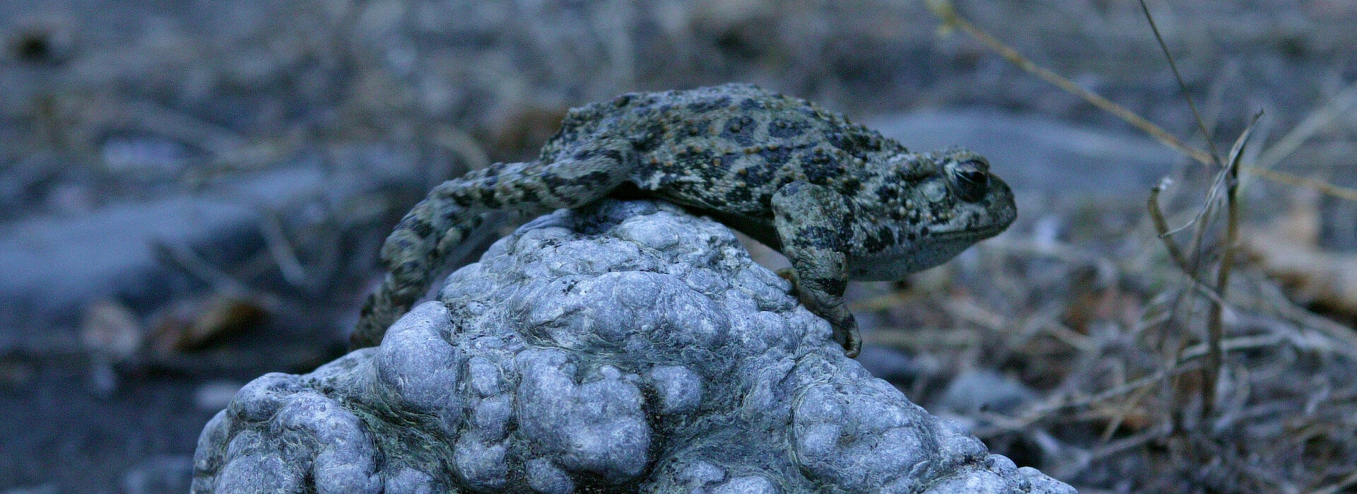 Frog resting on botryoidal jade nugget in remote Trinity Mountain wilderness, California