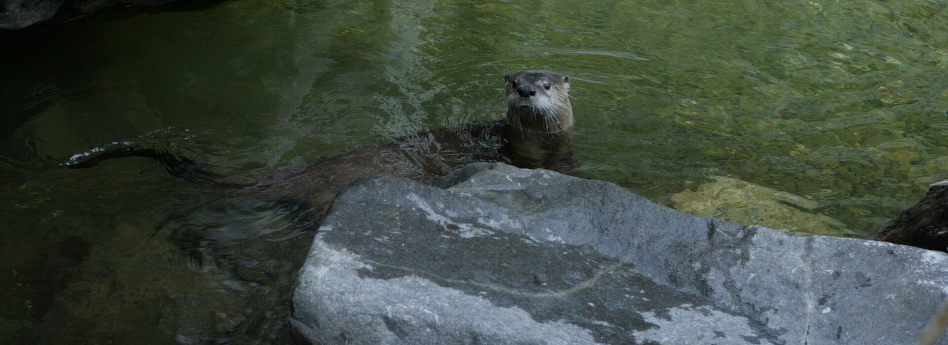 Closeup of river otter swimming in rocky nook of river bed amid clear water, Trinity Mountain wilderness, California.