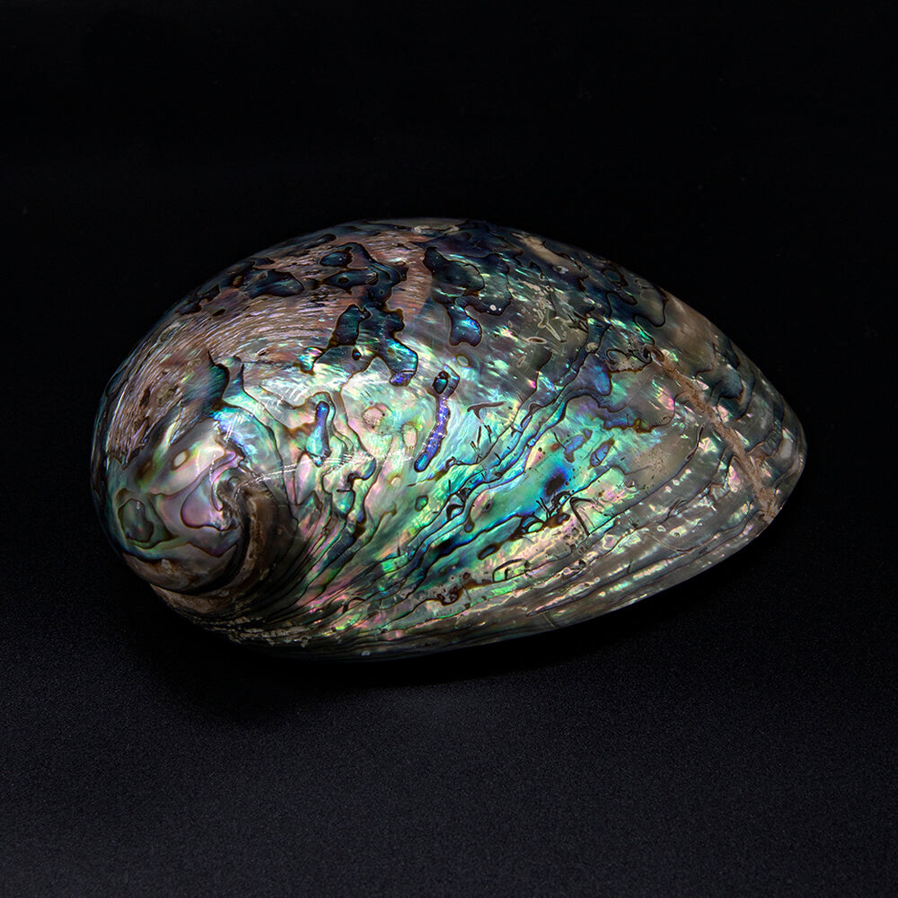 At 5 or more inches long these sweet blue Abalone shells are delightful. Luminescent rainbow colors.