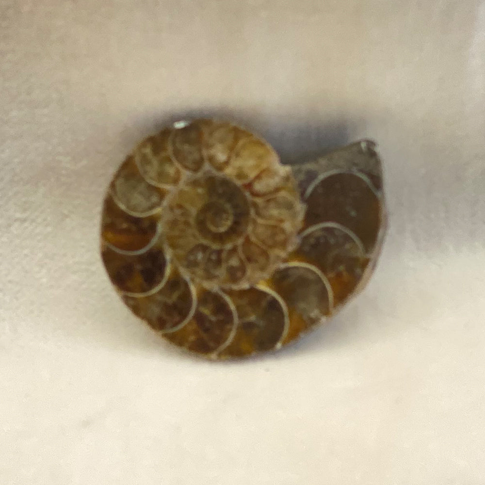Ammonite Fossilized Beads. Sliced in half to reveal the inner beauty of the fossil.  Beautiful Fossil Calcite replacement features.  Drilled hole for stringing.  From Madagascar.