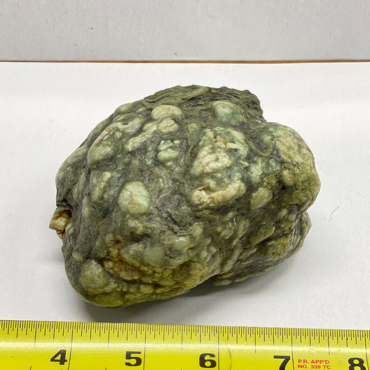 Botryoidal Jade Nugget. Creamy colored bubbles in deep green serpentine matrix.  Found this one half buried at the exit of Williams Creek into the river. Made my day finding this beauty..