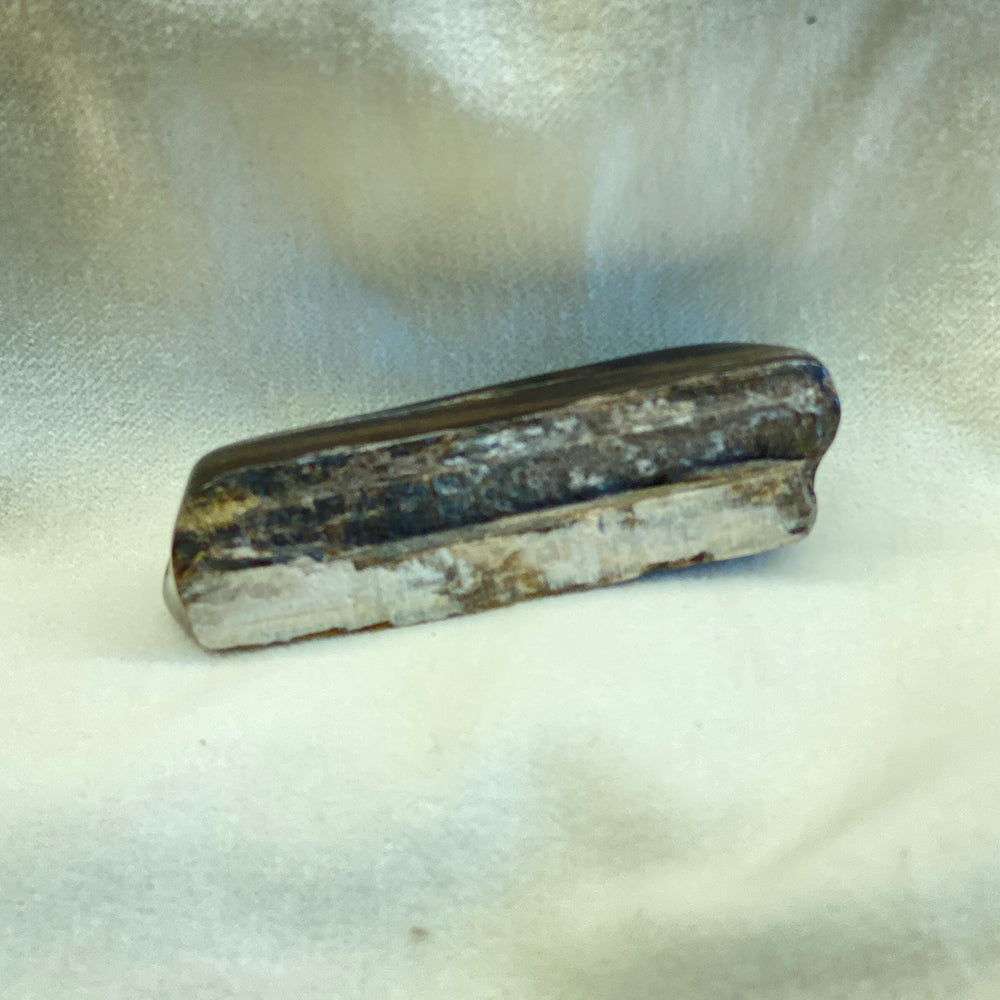 Petrified Wood from Montana.  Tumbled for smooth edges.  Brown to near-black color gradations with white protrusions.